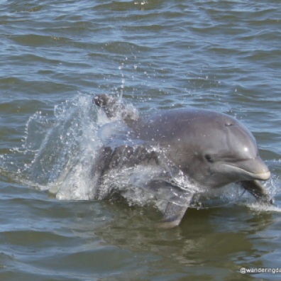 Atlantic Bottlenose Dolphin near Tybee Island, Georgia