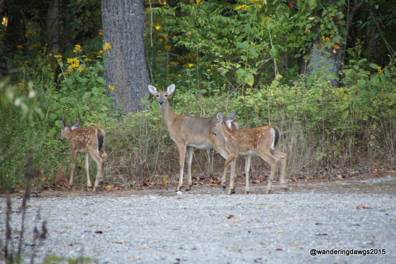 Deer visited the campground on our last morning at Claytor Lake