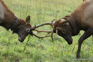 Two young male elk lock antlers in Cataloochee Valley