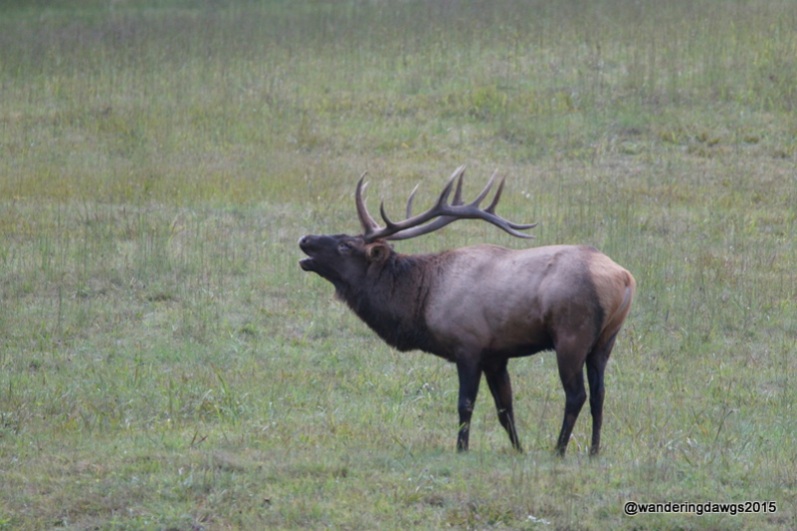 Bull Elk Bugling in Cataloochee Valley