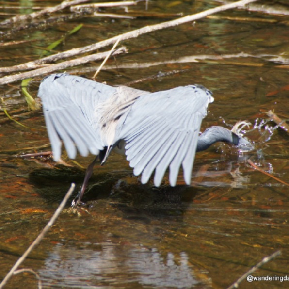 Tri Colored Heron gets his catch