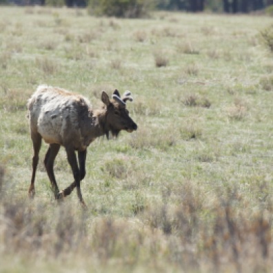 Young Elk in Rocky Mountain National Park