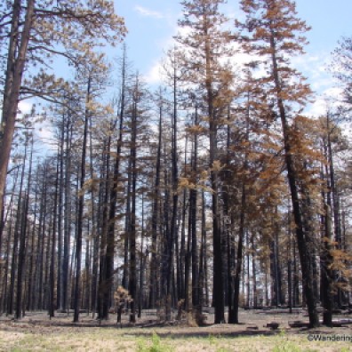 Burned section of Kaibab National Forest on the way to the North Rim of the Grand Canyon