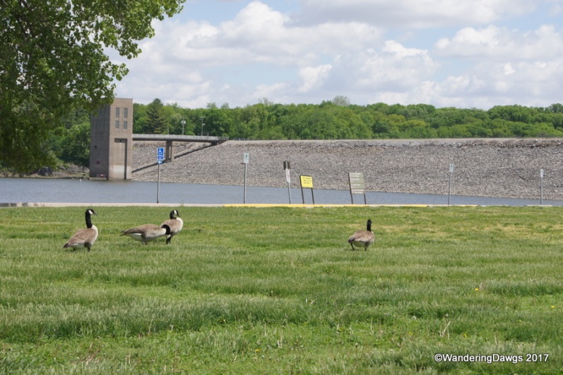 Canada Geese at the Coralville Dam