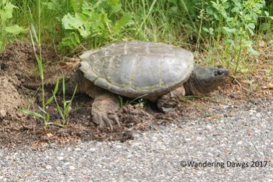 Tortoise on Minnesota North Shore
