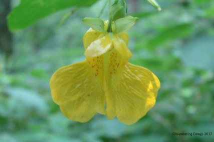 North Carolina Wildflower