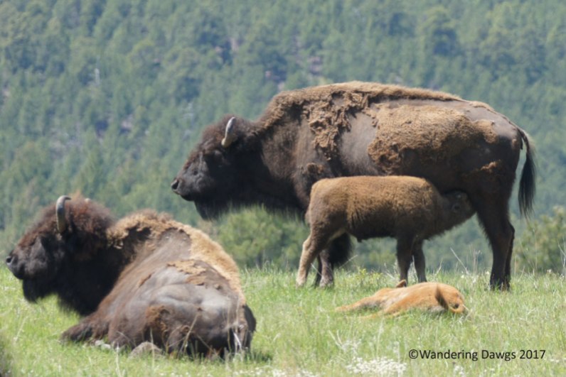 Bison on Wildlife Loop Drive