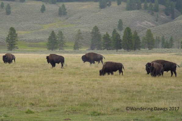 Bison along Yellowstone Lower Loop Road