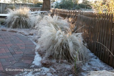 Icy Muhly Grass