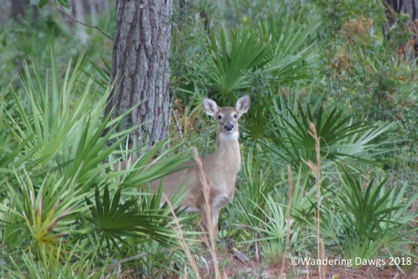 White Tailed Deer in the Okefenokee