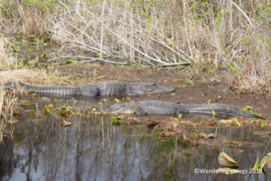 Alligators enjoying some warm weather