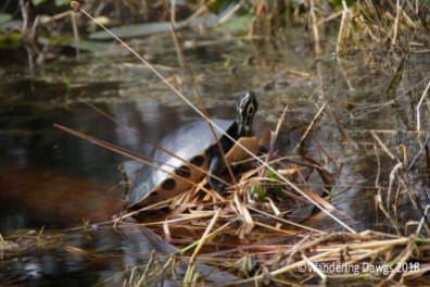 Turtle in the swamp