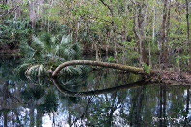 An unusual looking palm tree in the Silver River