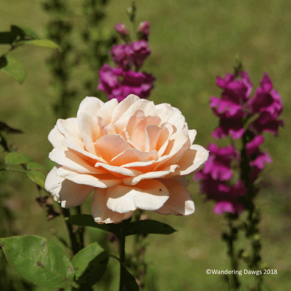 Rose at Savannah Botanical Gardens