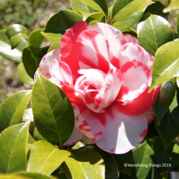 Camellia at Bonaventure Cemetery in Savannah, GA