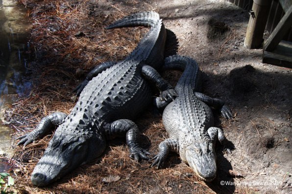 American Alligators at Okefenokee Swamp Park