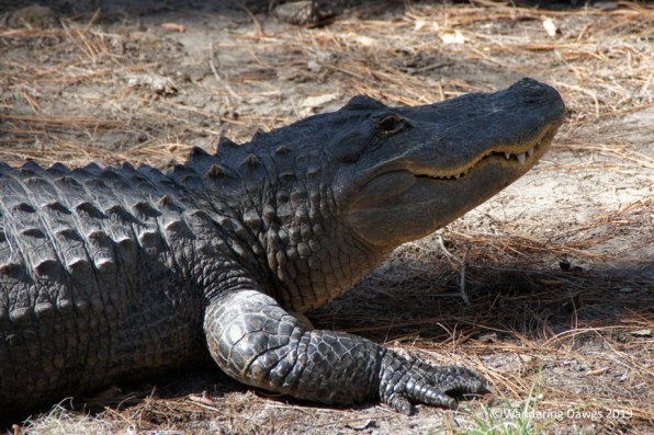 American Alligators at Okefenokee Swamp Park
