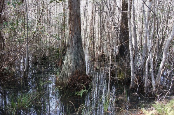 Cypress trees in the Okefenokee Swamp Park, Waycross, GA