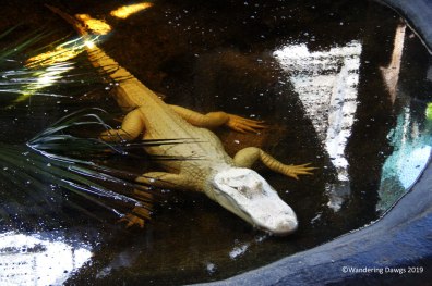Albino alligator from Louisiana