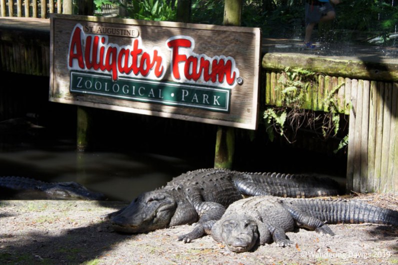 Saint Augustine Alligator Farm Zoological Park