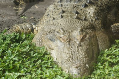 Maximo, a saltwater crocodile, is largest animal at the St. Augustine Alligator Farm