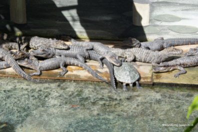 Baby alligators and turtles at the Saint Augustine Alligator Farm