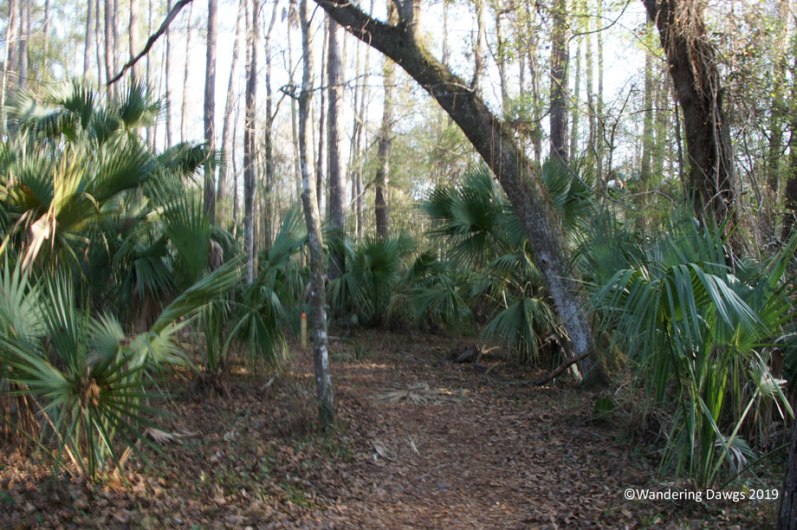 Swamp Trail, Silver Springs State Park