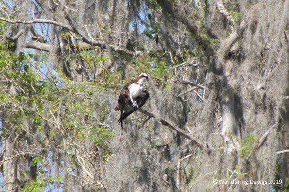 Osprey beside the Silver River