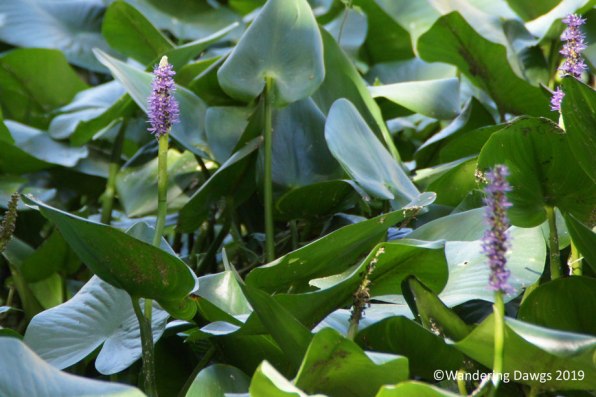 Pickerel Weed in the Silver River