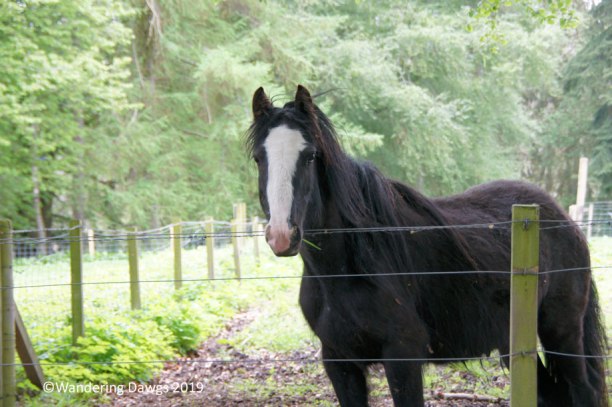 Horse at Fernie Castle