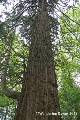 Huge Yew tree at Fernie Castle
