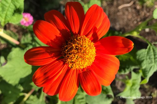 Mexican sunflower in the butterfly garden