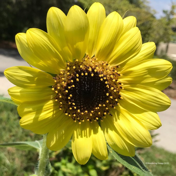Summer Sunflower